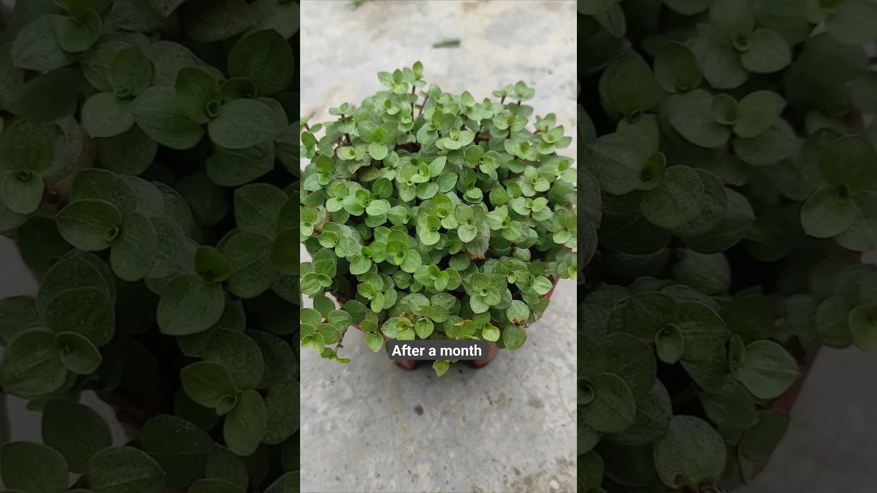 How To Propagate Callisia Repens 