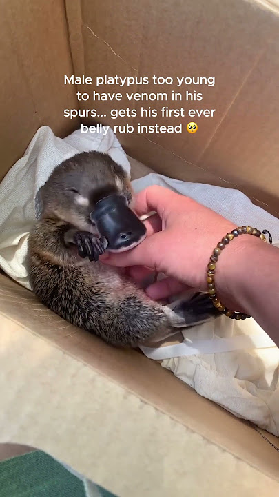 Platypus Gets A Belly Rub