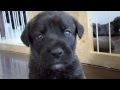 Extreme cute Stafford mixed pup playing with the camera