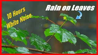 Soohting Rain on Leaves and Plants, 10 Hours White Noise Natural Relaxation