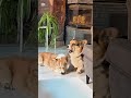 Pieski corgi w salonie #psy #corgi #welshcorgi #szort #cute #pembroke #youtubeshorts