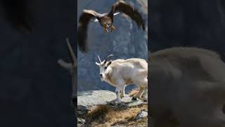 Eagle DIVE-BOMBS a Goat at 150 MPH 🦅🐐 #Shorts #Wildlife