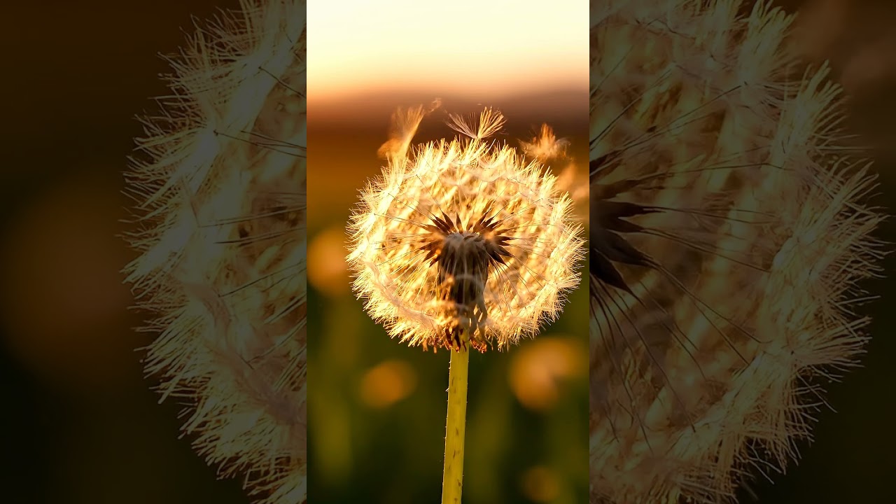 Let the Wind Carry It Away