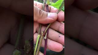 You can also grow sweet potato slips directly in ground without rooting it in water.