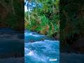 Pure River Rapids Sounds 🌊 Deep Sleep Water White Noise under Coconut Trees #Shorts