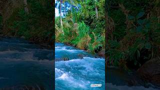 Pure River Rapids Sounds 🌊 Deep Sleep Water White Noise under Coconut Trees #Shorts