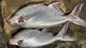 Câu Cá vồ đém bè sông tiền lên Hugo | Fishing | Săn Bắt Mái Dầm