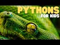 Pythons Uncovered: Fascinating Facts About Their Habitats and Behaviors