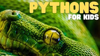 Pythons for Kids | Learn all about these giant serpents!