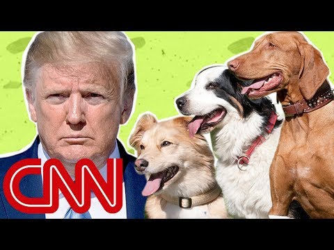 Why the Trump White House is puppy-less