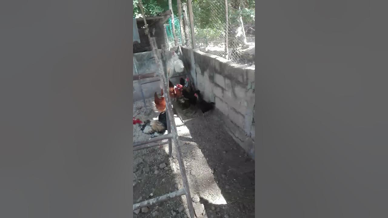 una mirada al gallo pescuezo pelado y sus diez gallinas - YouTube