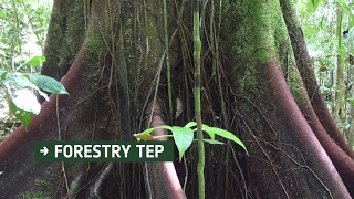 Forestry TEP
