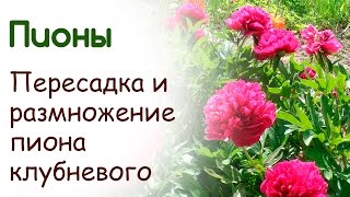 Пионы клубневые травянистые пересадка и размножение(, 2015-09-29T15:27:19.000Z)