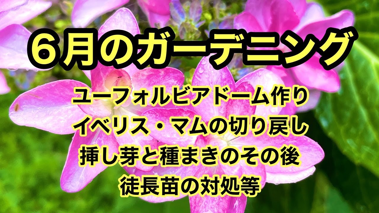 ガーデニングを楽しもう 梅雨に入ったガーデンの作業色々をまとめました 切り戻し 挿し芽の鉢上げ 徒長苗の対処や種まきのその後など ガーデニング Youtube