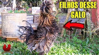 Pintinhos Da Raça Polonesa, Frisados