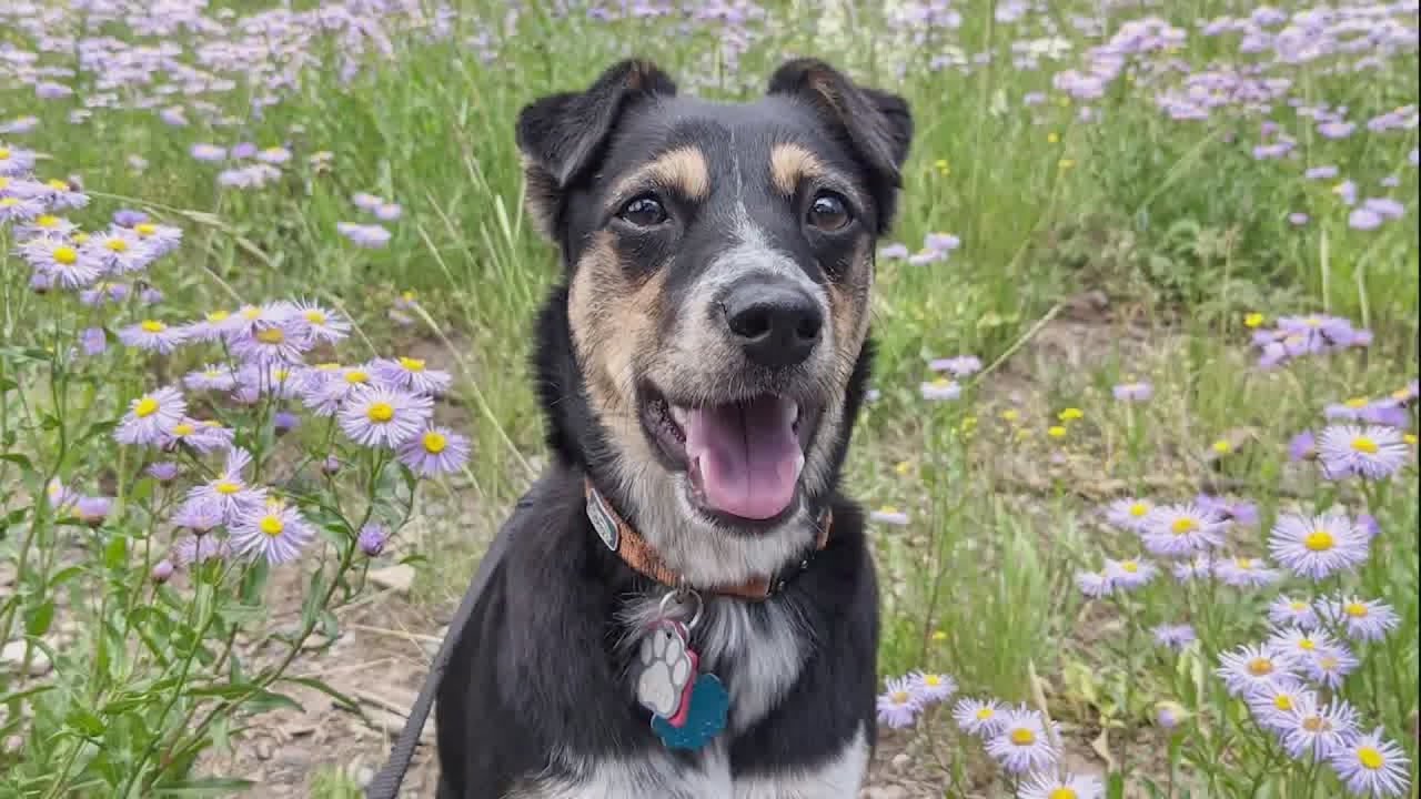 Family continues search for dog after house fire - YouTube