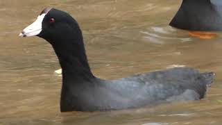 3-9-19 Cinco Ranch and Willow Fork Park [HD]