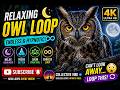 🦉 Endless Owl Loop 🌙 Relaxing Night Watch (4K)