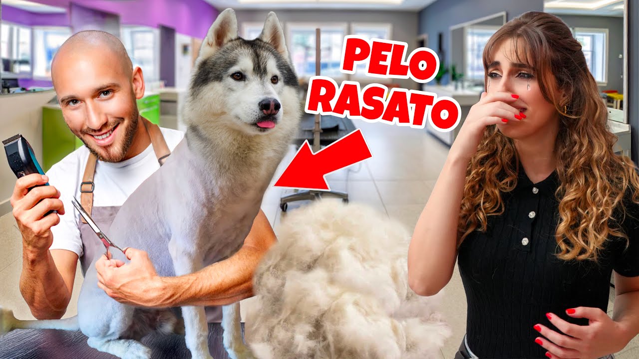 SCHERZO TERRIBILE: IL TOELETTATORE ha RASATO il mio HUSKY… Ho PIANTO 😭 | MARTY E YUKO