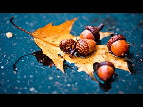 Два простых рецепта приготовления желудей
