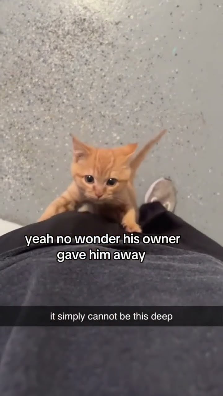 Kittyo like come here let me love on you