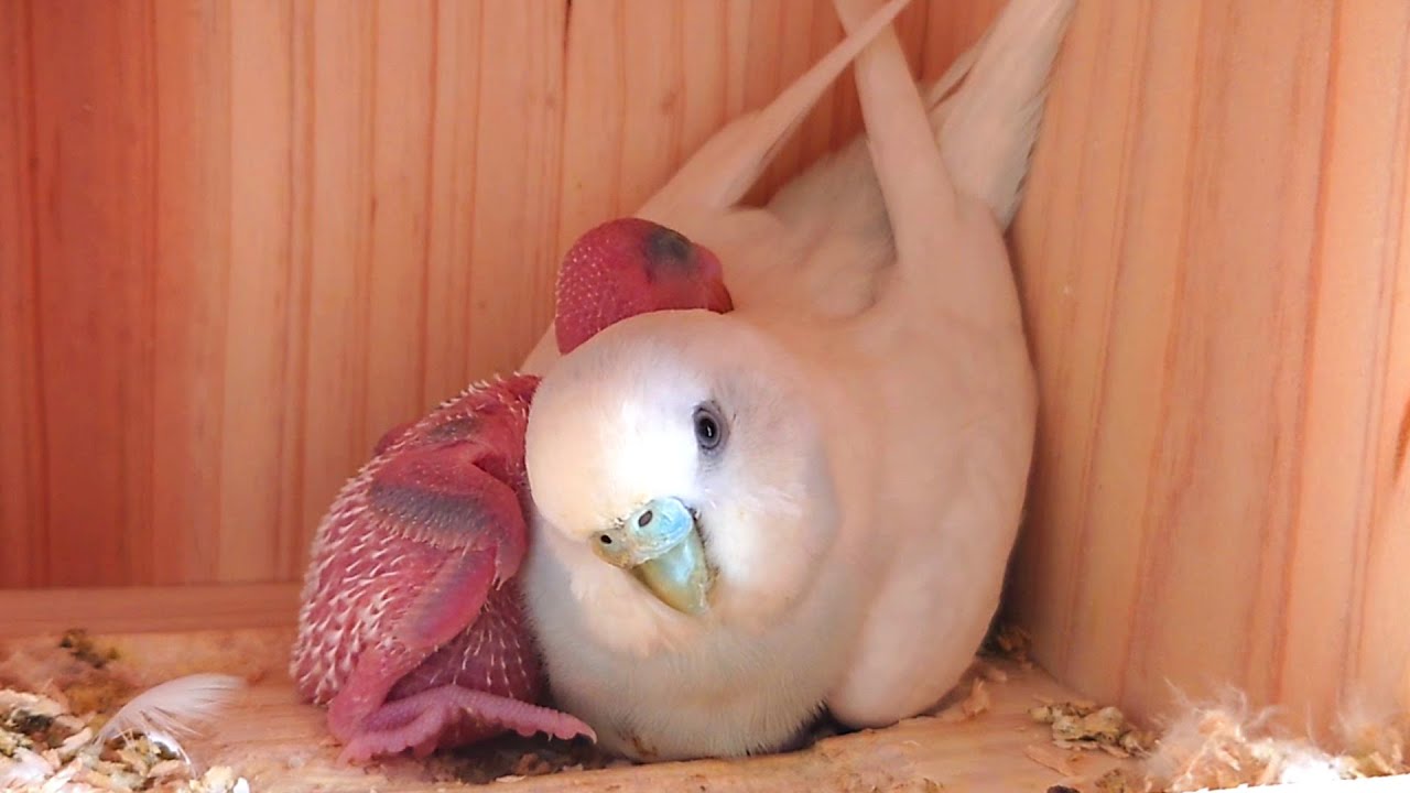 産毛がフワフワになってきました/生後7～10日目/セキセイインコの雛