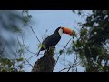 Toco Toucan Iguazu National Park, Argentina.