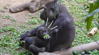 Gorilla baby Sumomo had her green pepper taken away 🦍🦍 | Gorilla Haoko Family