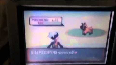 Live!! Uncatchable Shiny Poochyena