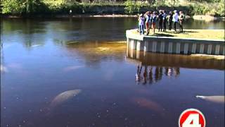 FWC warns boaters to look out for manatees