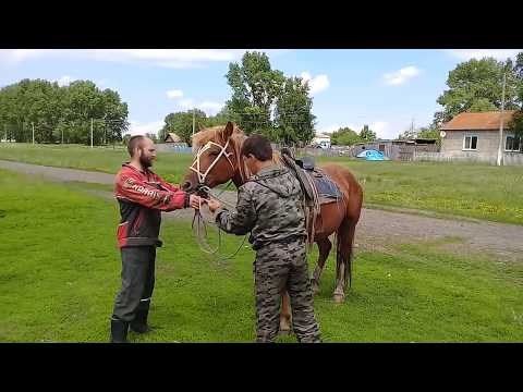 Обучение лошади.