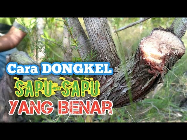 Cara Dongkel Sapu-sapu Yang Benar (Part 2/4) class=