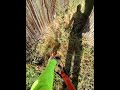 This is my biggest yard cleanup job ever!!😱
