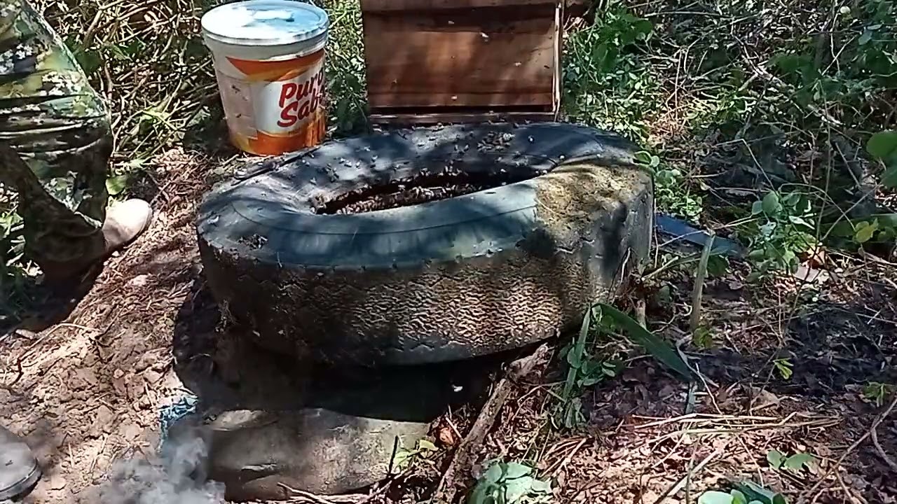 Resgate em um pneu #resgate #abelha#apismelifera