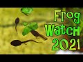 How to feed tadpoles  frog watch 2021