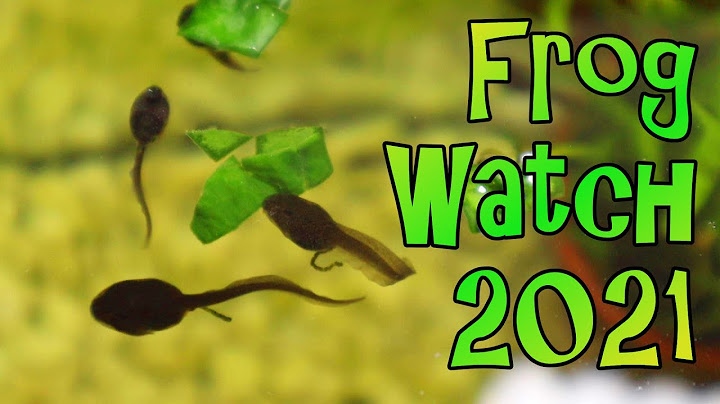 How to Feed Tadpoles - Frog Watch 2021