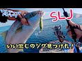 【ライトジギング】相方さんのオレンジペコ初出船(後編)SLJでマメヒラが釣れた