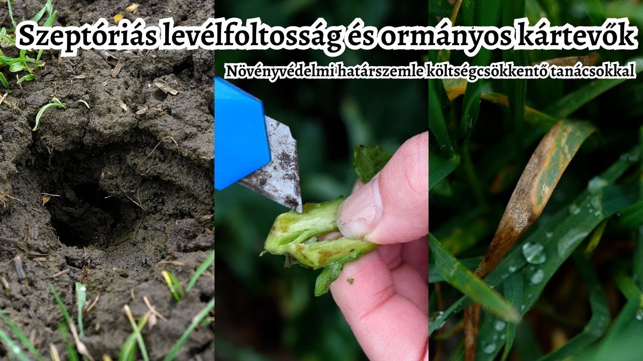 Szeptóriás levélfoltosság, ormányos kártevők | Növényvédelmi határszemle költségcsökkentő tippekkel