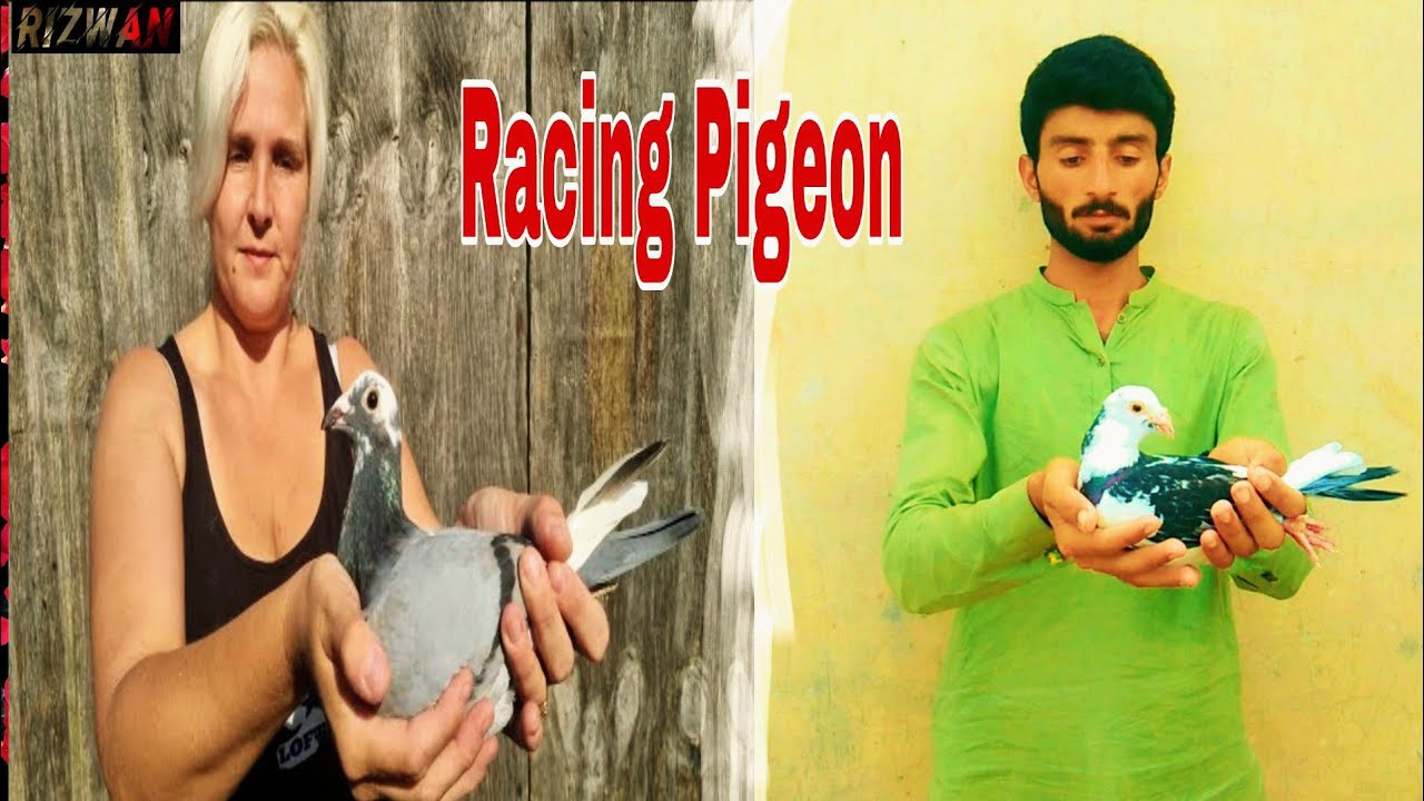 Racing Pigeon Qasid Pigeon Pigeon RaceAt Jhang Pigeon Club YouTube