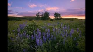 Bossa Nova - When will I see you again