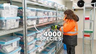 The life of a seed in the National Seed Bank