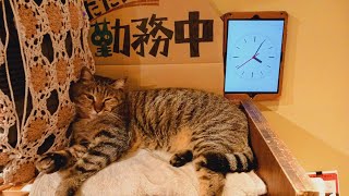 2024.4.24【Cat Live Stream】看板猫かもめの『ただいま勤務中』