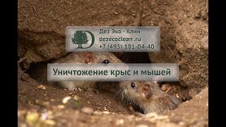 Уничтожение крыс и мышей, дератизация грызунов(, 2012-12-01T21:04:15.000Z)