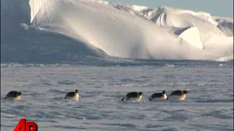 Scientists Use Poop to Track Penguins