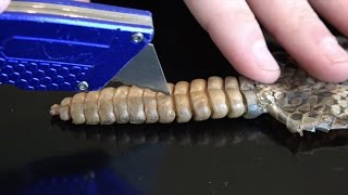 What's inside a Rattlesnake Rattle?