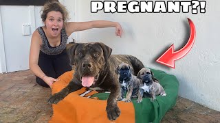 BUILDING A NEST FOR MY PREGNANT DOG!