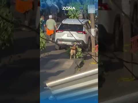 📍📸 Perrito participa en tradición de Semana Santa en Michoacán