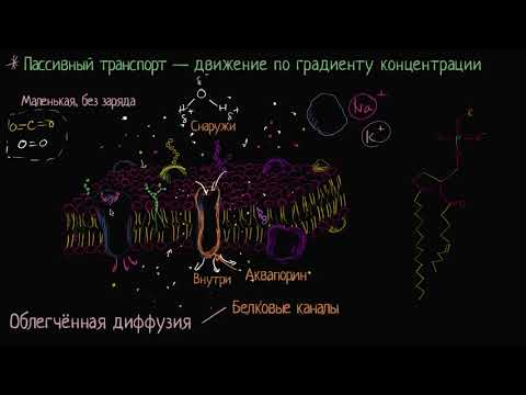 Облегчённая диффузия (видео 8) | Мембранный транспорт  | Биология