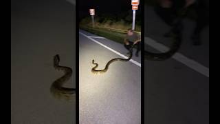 Massive Python Found In Florida! #Shorts