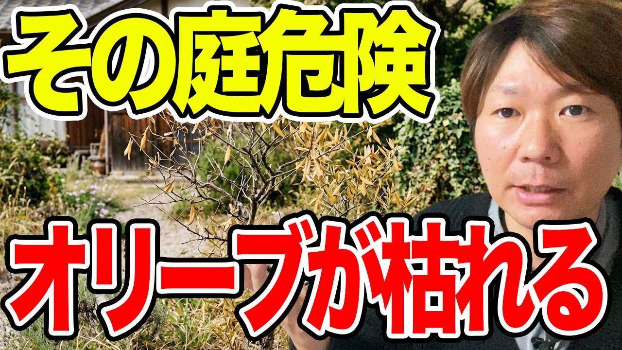 オリーブが枯れる庭の共通点